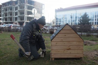 Будки для бездомных собак предложили устанавливать в Ижевске - новости экологии на ECOportal