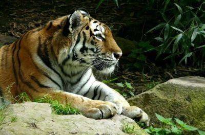 Изъятых из шапито тигров смогут передать частным зоопаркам - новости экологии на ECOportal