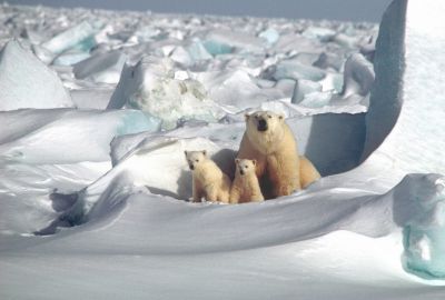 Изменение срока накопления мусора на Крайнем Севере отвергли из-за медведей - новости экологии на ECOportal