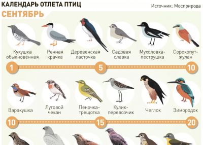 Мосприрода составила календарь отлета птиц Москвы - новости экологии на ECOportal