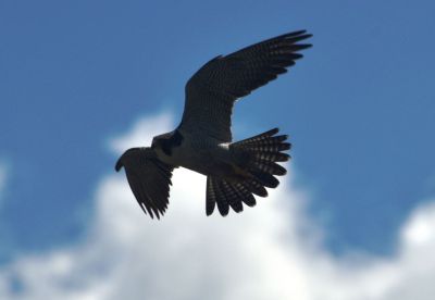 Птица, соревнующаяся с ветром - новости экологии на ECOportal