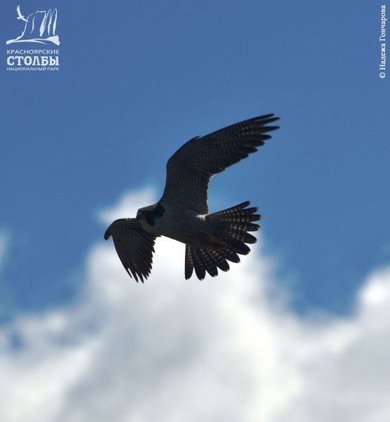 Птица, соревнующаяся с ветром - новости экологии на ECOportal