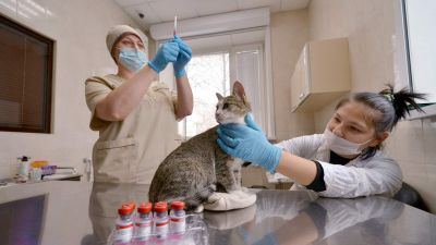 У кошки заболит: ветеринары предупредили о нехватке наркоза и вакцин - новости экологии на ECOportal
