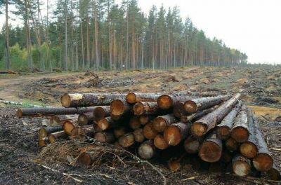 В КПРФ предложили ввести штрафы за рубку и уничтожение краснокнижных деревьев - новости экологии на ECOportal