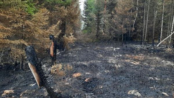 В МЧС заявили о ликвидации лесных пожаров в Рязанской и Ивановской областях<br />
