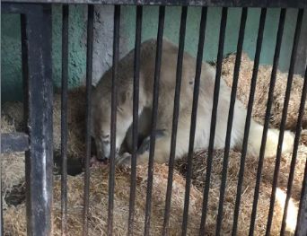 Ветеринары не станут усыплять спасенного на Диксоне белого медведя - новости экологии на ECOportal