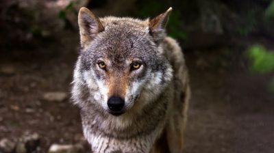Волки утаскивают собак в поселках Карелии - новости экологии на ECOportal