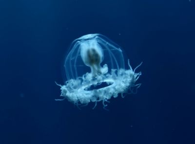 Испанские ученые нашли бессмертный вид медуз - новости экологии на ECOportal