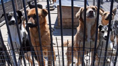 Полиция проверяет информацию о фургоне с бездомными собаками в Сочи - новости экологии на ECOportal