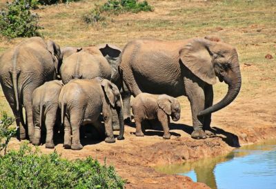 «Живая природа с Эдгардом Запашным»: Нападение рыси на человека, большое переселение животных в Зимбабве / Аудио - новости экологии на ECOportal